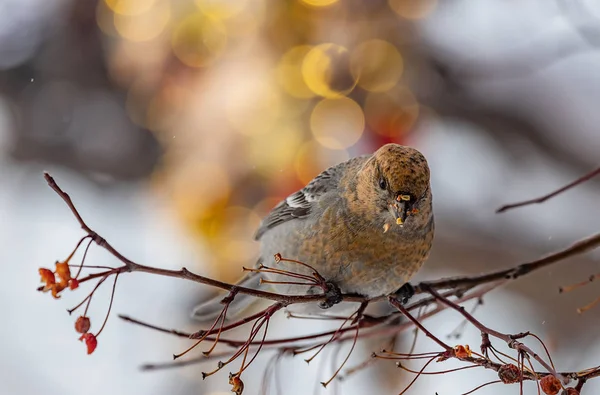 Beautiful Forest Bird Squinting Background Beautiful Bokeh Close — 스톡 사진