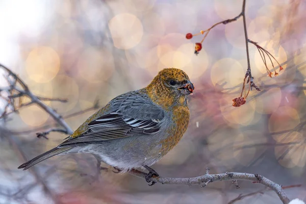 Beautiful Forest Bird Squinting Background Beautiful Bokeh Close — 스톡 사진