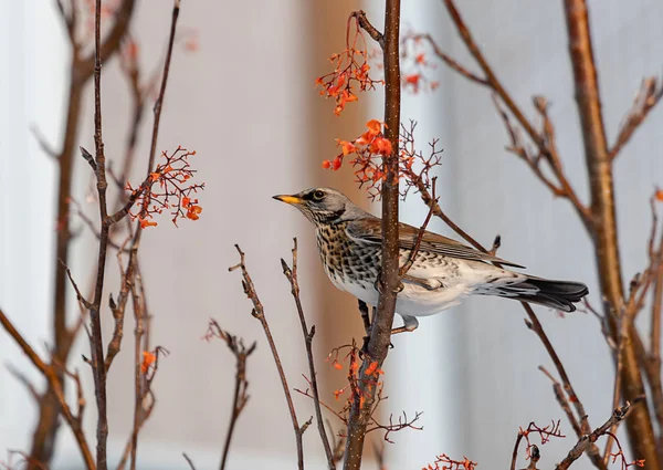 Blackbird Branch Ripe Rowan Window — 스톡 사진