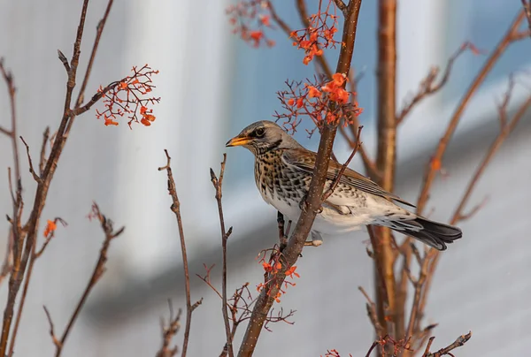 Blackbird Una Rama Rowan Maduro Contra Ventana — Foto de Stock