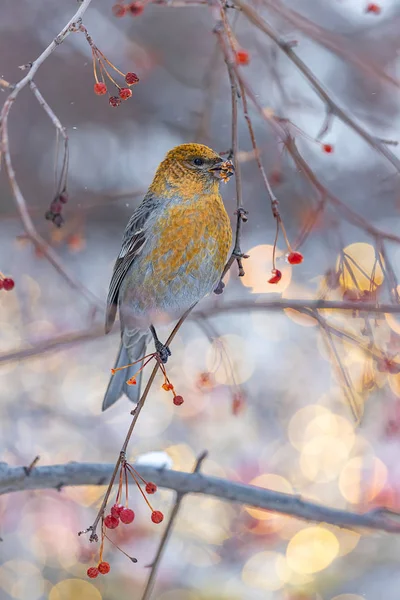 森の鳥がリンゴの木の枝の上で飛び立ち 背景には美しいボケがぼやけている — ストック写真