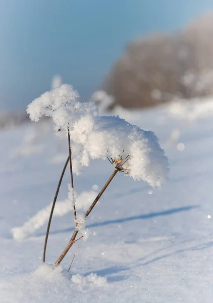 Ξηρό Φυτό Νιφάδες Χιονιού Στη Στέπα Καλυμμένο Χιόνι — Φωτογραφία Αρχείου