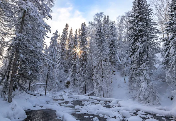 Vacker Tallskog Intill Skogsflod Bakgrunden Blå Skog Morgonsolen Altai Territorium — Stockfoto