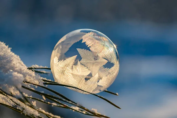 Fryst Såpa Bubbla Med Ett Vackert Mönster Tall Gren Närbild — Stockfoto