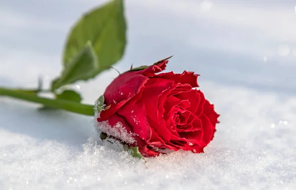 Красивая Алая Роза Холодном Снегу Крупным Планом Размытом Фоне — стоковое фото