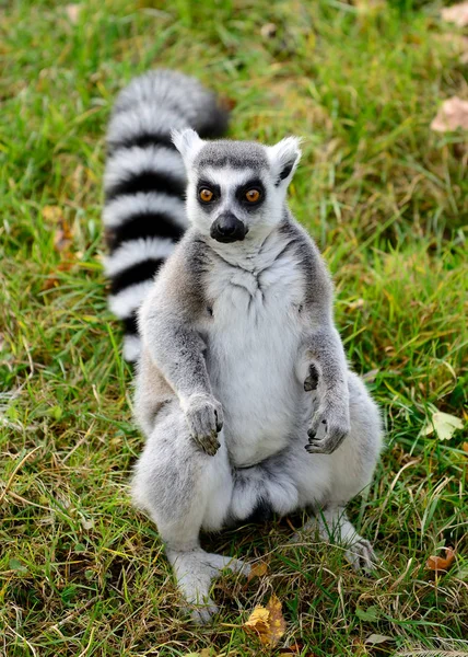 Cytryna (Lemur catta)) — Zdjęcie stockowe