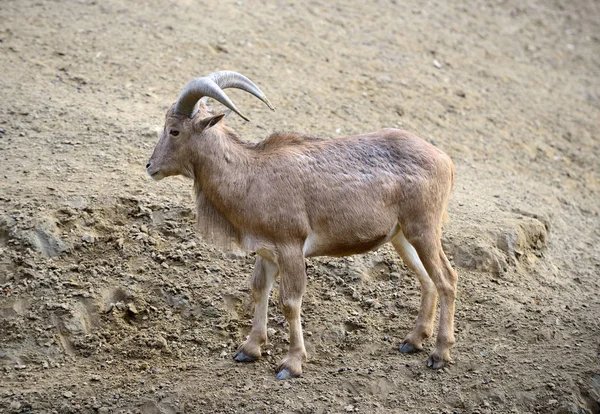 1 つのバーバリ羊 (タテガミヒツジ) ロイヤリティフリーのストック写真