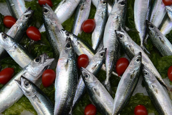 Mackerel Fish on ice — Stock Photo, Image