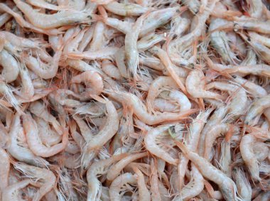 Birçok taze karides