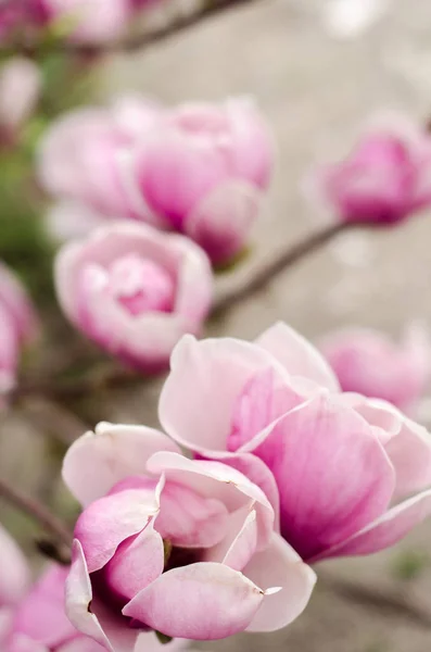 Beautiful Close Magnolia Flowers Blooming Magnolia Tree Spring Selective Focus — Stock Photo, Image
