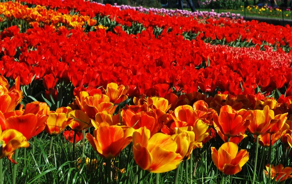 Campo di tulipani, tulipani carino, tulipani colorati, petali tulipani incredibili, Tulipano. Bellissimo bouquet di tulipani. tulipani colorati. tulipani in primavera, tulipano colorato — Foto Stock