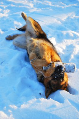 insanın en iyi dostu, Evcil Hayvan, komik köpek, zeki hayvan,