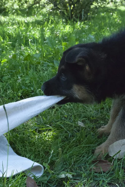 Människans bästa vän, pet, rolig hund, smarta djur, — Stockfoto