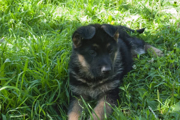 Mejor amigo del hombre, mascota, perro divertido, animal inteligente , — Foto de Stock