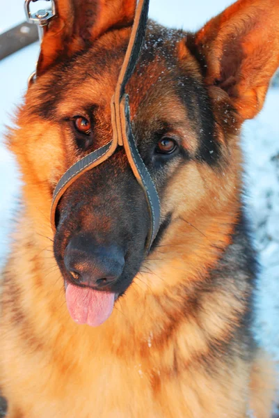 Mejor amigo del hombre, mascota, perro divertido, animal inteligente , — Foto de Stock