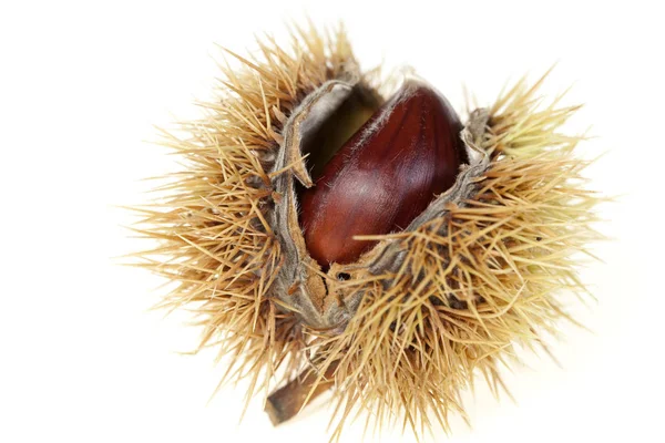 Chestnuts in shell — Stock Photo, Image