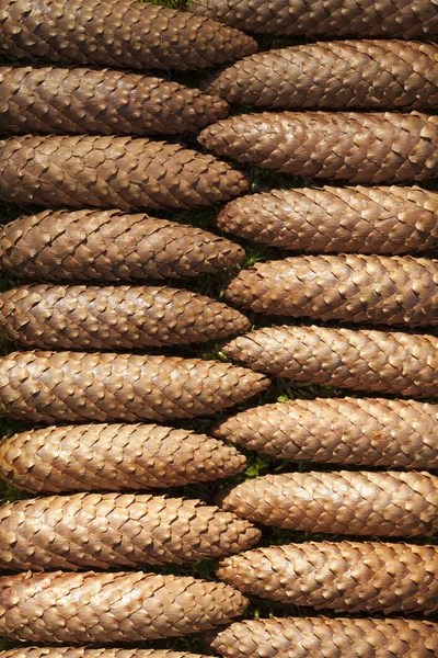 Conos apilados de abeto —  Fotos de Stock