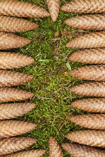 Cono de abeto acostado en la hierba —  Fotos de Stock