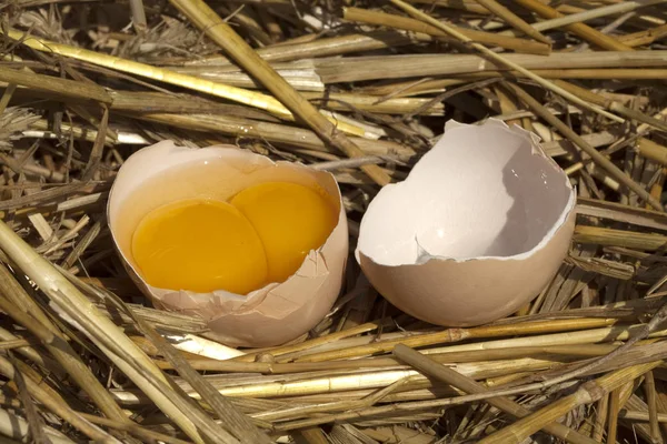Разбитое яйцо на соломе — стоковое фото