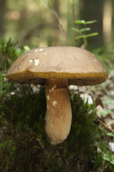 Gigantic edible mushroom — Stock Photo, Image