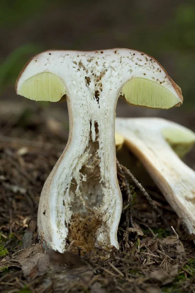 Long section mushroom in forest — Stock Photo, Image