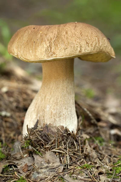 Edible mushroom  in forest — Stock Photo, Image