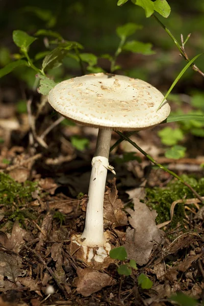 Spotted mushroom poisonous — Stock Photo, Image