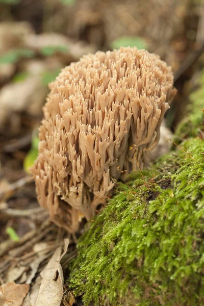 Inedible coral fungus on moss — Stock Photo, Image