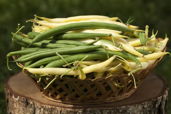 바구니에 콩 — 스톡 사진