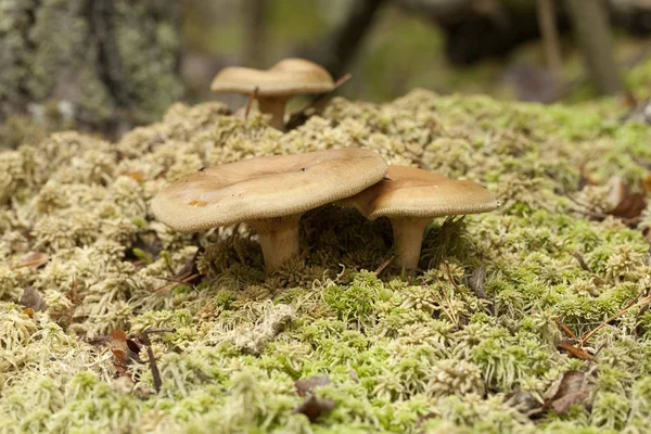 Ungenießbare Pilze auf Moos Stockbild