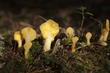 mantar Spathularia flavida