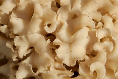 Sparassis crispa makro