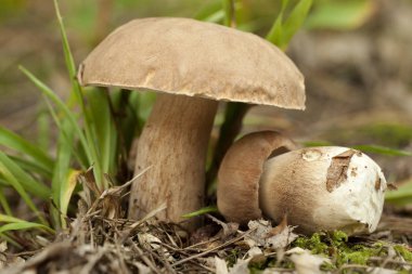 Boletus yenilebilir mantar
