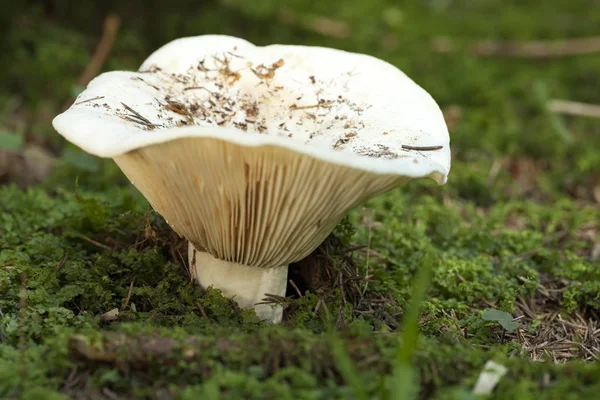 Mushroom Lactarius vellereus — Stock Photo, Image
