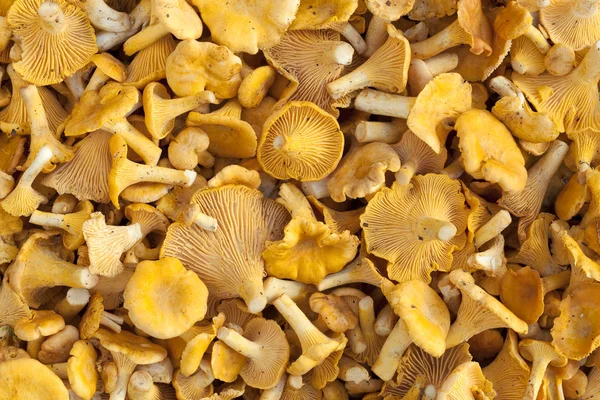 Mushrooms Cantharellus cibarius — Stock Photo, Image