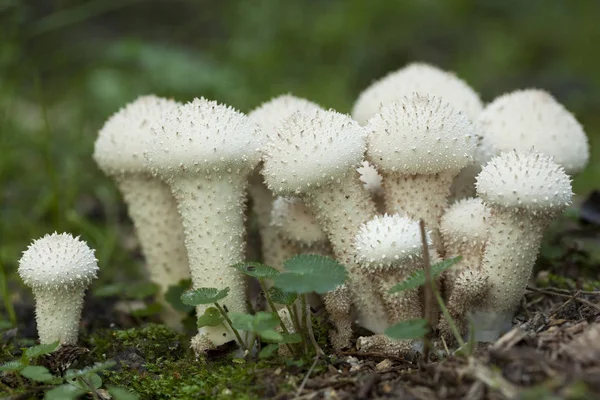 Mushrooms Lycoperdon perlatum — Stock Photo, Image