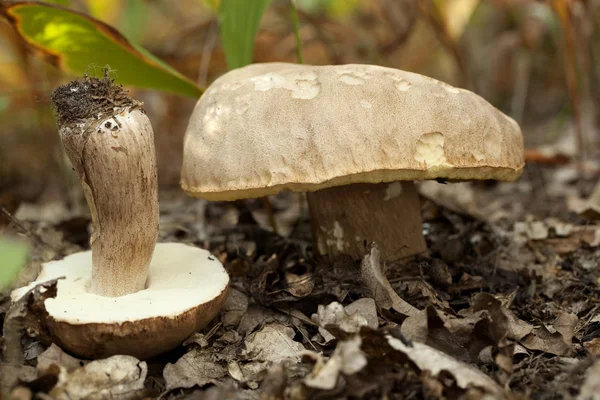 Боровик їстівні гриби — стокове фото