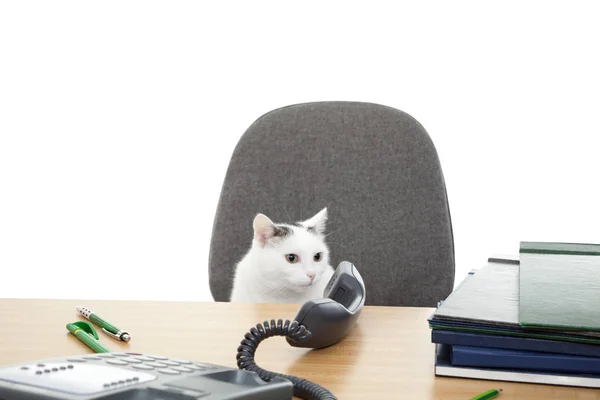 Cat sit at the desk — Stock Photo, Image
