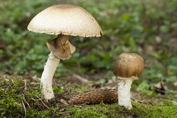 Cogumelos Agaricus augustus Fotografias De Stock Royalty-Free