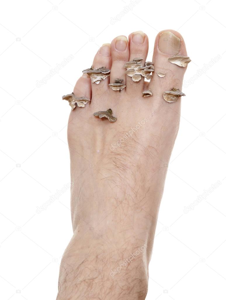 dabjola