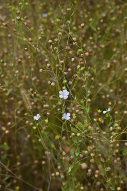 burçak önümüzdeki ormandaki