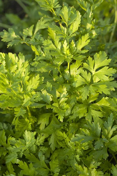 Cluster green parsley — Stock Photo, Image