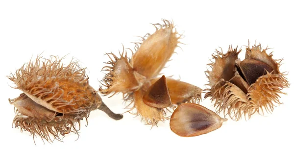 Spilled seed beech — Stock Photo, Image