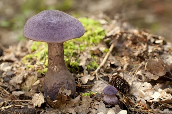 Cogumelo roxo em folha seca — Fotografia de Stock