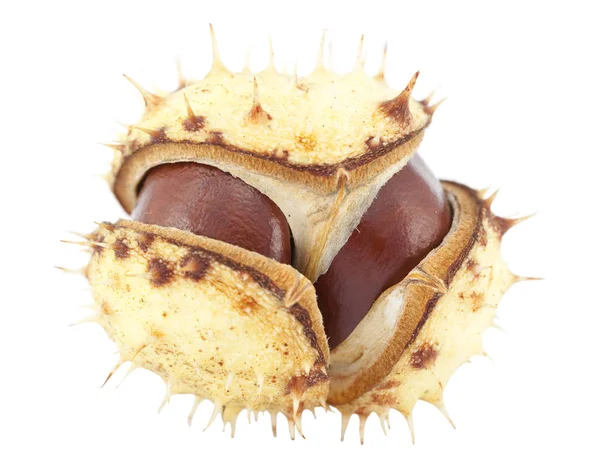 Open chestnut in peel — Stock Photo, Image