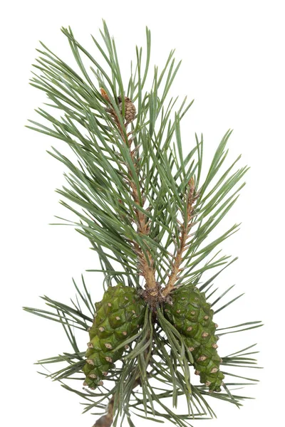 Pine tree branch Stock Image