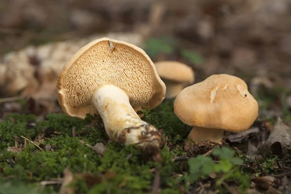 Little edible mushrooms — Stock Photo, Image