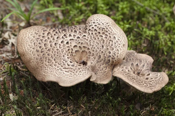 Brown edible mushrooms — Stock Photo, Image