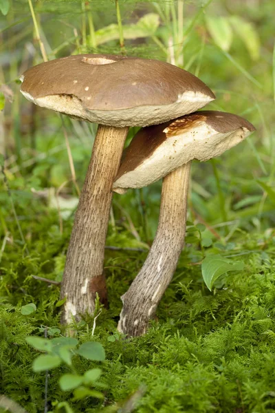 Two edible mushrooms — Stock Photo, Image