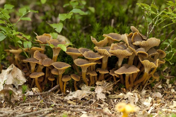 Large group mushrooms — Stock Photo, Image